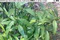 07010108.jpg Clinacanthus nutans, Snake plant, 鰐嘴花, E zui hua, Gendis