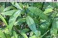 07010110.jpg Clinacanthus nutans, Snake plant, 鰐嘴花, E zui hua, Gendis