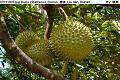 07011008.jpg Durio zibethinus, Durian, 榴蓮, Liu lian, Durian