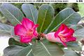 07032902.jpg Adenium obesum, Desert rose, 沙漠玫瑰, Sha mo mei gui, Bunga impala