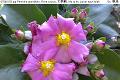 07040104.jpg Pereskia grandifolia, Rose cactus, 木麒麟, Mu qi lin, Jarum tujuh bilah