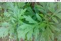 07041602.jpg Artemisia vulgaris, Mugwort, 艾, Ai, Baru Cina