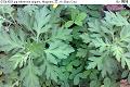 07041604.jpg Artemisia vulgaris, Mugwort, 艾, Ai, Baru Cina