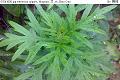 07041606.jpg Artemisia vulgaris, Mugwort, 艾, Ai, Baru Cina