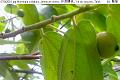 07042002.jpg Muntingia calabura, Jamaican cherry, 印度櫻桃, Yin du ying tao, Talok