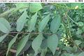 07042012.jpg Cassia occidentalis, Coffee senna, 望江南, Wang jiang nan, Menting