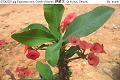 07042202.jpg Euphorbia milii, Crown of thorns, 麒麟花, Qi lin hua, Sesudu