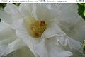 07043002.jpg Hibiscus mutabilis, Cotton rose, 木芙蓉, Mu fu rong, Bunga rotan