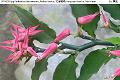 07043004.jpg Pedilanthus tithymaloides, Redbird cactus, 紅雀珊瑚, Hong que shan hu, Pokok lipan