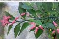 07043006.jpg Pedilanthus tithymaloides, Redbird cactus, 紅雀珊瑚, Hong que shan hu, Pokok lipan
