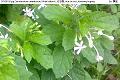 07050106.jpg Clerodendrum calamitosum, White butterfly, 化石樹, Hua shi shu, Kembang bugang