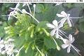 07050110.jpg Clerodendrum calamitosum, White butterfly, 化石樹, Hua shi shu, Kembang bugang