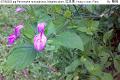 07050404.jpg Peristrophe roxburghiana, Magenta plant, 紅絲線, Hong si xian, Flora