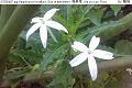 07050408.jpg Hippobroma longiflora, Star of bethlehem, 馬醉草, Ma zui cao, Flora