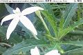 07050410.jpg Hippobroma longiflora, Star of bethlehem, 馬醉草, Ma zui cao, Flora