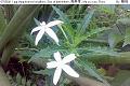 07050412.jpg Hippobroma longiflora, Star of bethlehem, 馬醉草, Ma zui cao, Flora