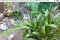 07050504.jpg Oncidium varicosum, Dancing lady orchid, 文心蘭, Wen xin lan, Flora
