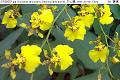 07050508.jpg Oncidium varicosum, Dancing lady orchid, 文心蘭, Wen xin lan, Flora