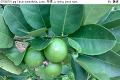 07050702.jpg Citrus aurantifolia, Lime, 黎檬, Li meng, Jeruk nipis