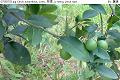 07050704.jpg Citrus aurantifolia, Lime, 黎檬, Li meng, Jeruk nipis