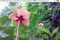 07050802.jpg Hibiscus rosa-sinensis, Tropical hibiscus, 扶桑, Fu sang, Bunga raya