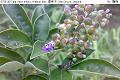 07051402.jpg Vitex trifolia, Arabian lilac, 蔓荊子, Man jing zi, Legundi