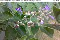07051404.jpg Vitex trifolia, Arabian lilac, 蔓荊子, Man jing zi, Legundi