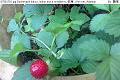 07061702.jpg Duchesnea indica, Indian mock strawberry, 蛇莓, She mei, Arbenan