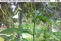 08022502.jpg Rhinacanthus nasutus, Dainty spurs, 白鶴靈芝, Bai he ling zhi, Ubat kurap