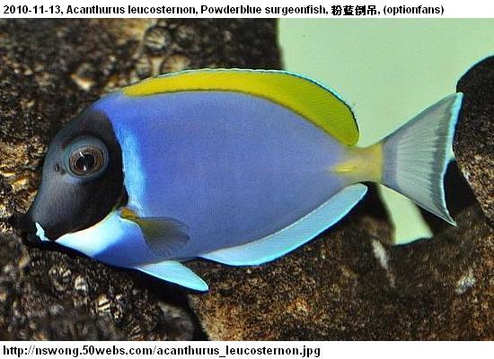 http://nswong.50webs.com/acanthurus_leucosternon.jpg, Acanthurus leucosternon, Powderblue surgeonfish, 粉蓝倒吊