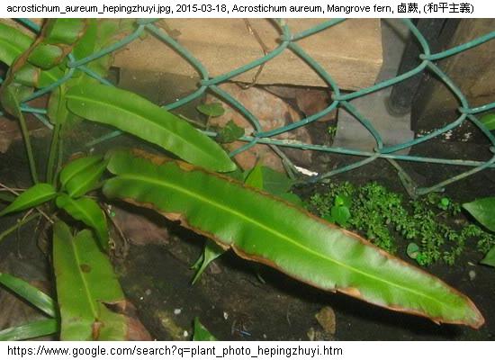 http://nswong.50webs.com/acrostichum_aureum.jpg, Acrostichum aureum, Mangrove fern, 鹵蕨