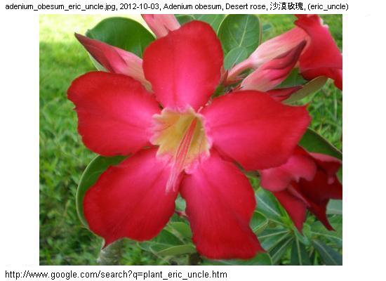 http://nswong.50webs.com/adenium_obesum.jpg, Adenium obesum, Desert rose, 沙漠玫瑰