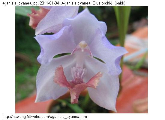 http://nswong.50webs.com/aganisia_cyanea.jpg, Aganisia cyanea, Blue orchid