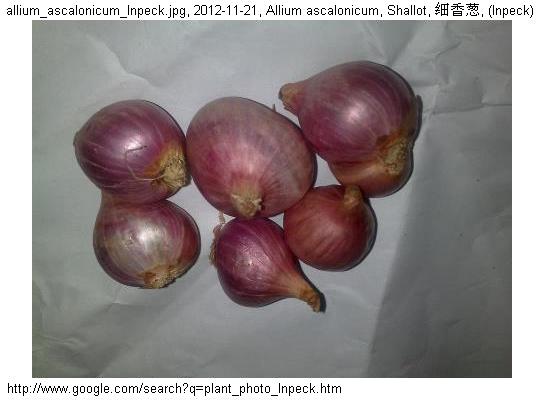http://nswong.50webs.com/allium_ascalonicum.jpg, Allium ascalonicum, Shallot, 细香葱