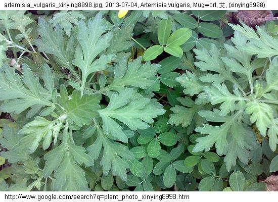 http://nswong.50webs.com/artemisia_vulgaris.jpg, Artemisia vulgaris, Mugwort, 艾