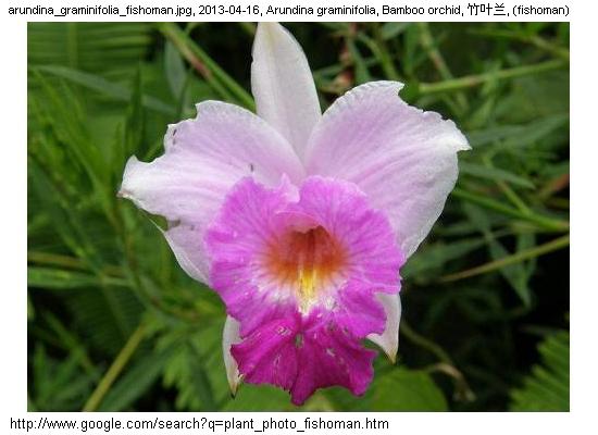 http://nswong.50webs.com/arundina_graminifolia.jpg, Arundina graminifolia, Bamboo orchid, 竹叶兰