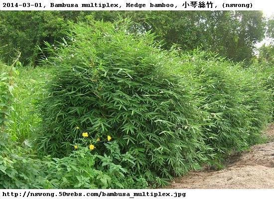 http://nswong.50webs.com/bambusa_multiplex.jpg, Bambusa multiplex, Hedge bamboo, 小琴絲竹