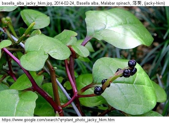 http://nswong.50webs.com/basella_alba.jpg, Basella alba, Malabar spinach, 落葵