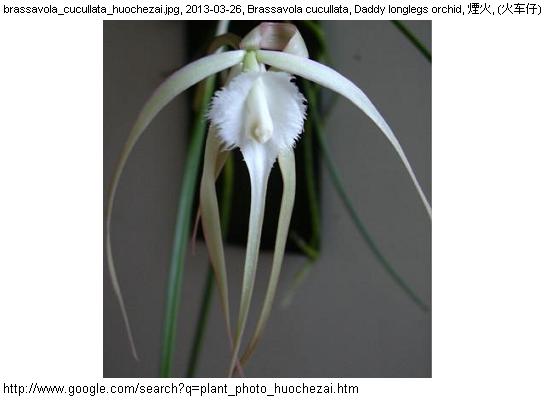 http://nswong.50webs.com/brassavola_cucullata.jpg, Brassavola cucullata, Daddy longlegs orchid, 煙火