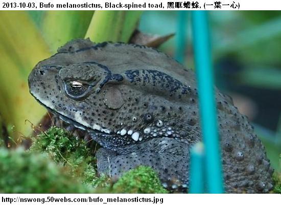 http://nswong.50webs.com/bufo_melanostictus.jpg, Bufo melanostictus, Black-spined toad, 黑眶蟾蜍