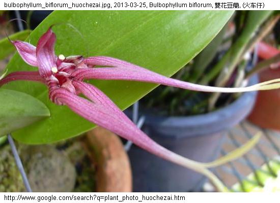 http://nswong.50webs.com/bulbophyllum_biflorum.jpg, Bulbophyllum biflorum, Two-flowered bulbophyllum, 雙花豆蘭
