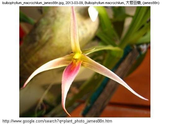 http://nswong.50webs.com/bulbophyllum_macrochilum.jpg, Bulbophyllum macrochilum, Large-lipped bulbophyllum, 大唇豆蘭