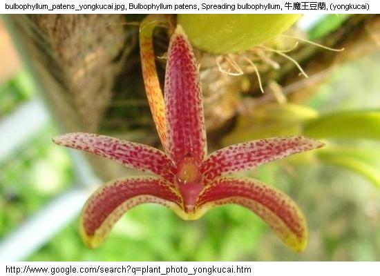 http://nswong.50webs.com/bulbophyllum_patens.jpg, Bulbophyllum patens, Spreading bulbophyllum, 牛魔王豆蘭