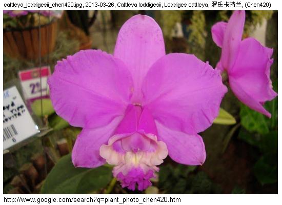 http://nswong.50webs.com/cattleya_spp.jpg, Cattleya spp, Cattleya orchid genus, 卡特蘭屬
