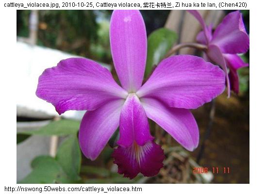 http://nswong.50webs.com/cattleya_violacea.jpg, Cattleya violacea, 紫花卡特兰, Zi hua ka te lan