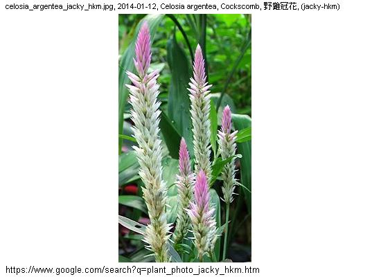 http://nswong.50webs.com/celosia_argentea.jpg, Celosia argentea, Cockscomb, 野雞冠花