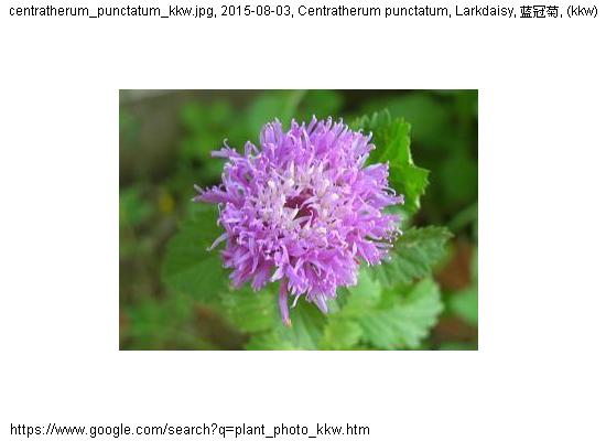 http://nswong.50webs.com/centratherum_punctatum.jpg, Centratherum punctatum, Larkdaisy, 蓝冠菊