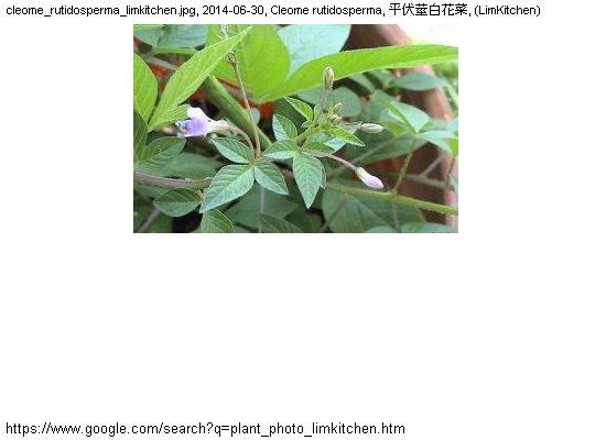 http://nswong.50webs.com/cleome_rutidosperma.jpg, Cleome rutidosperma, Fringed spiderflower, 平伏莖白花菜