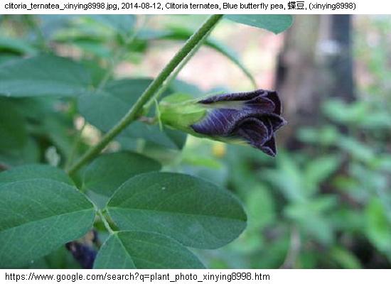 http://nswong.50webs.com/clitoria_ternatea.jpg, Clitoria ternatea, Blue butterfly pea, 蝶豆