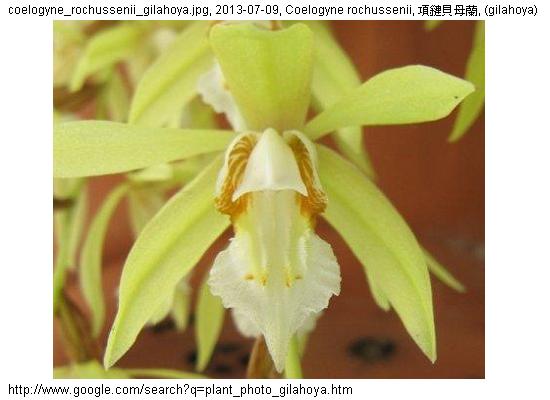 http://nswong.50webs.com/coelogyne_rochussenii.jpg, Coelogyne rochussenii, Necklace orchid, 項鏈貝母蘭